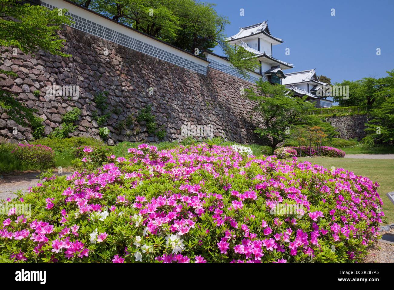 Rhododendron und Schloss Kanazawa Stockfoto