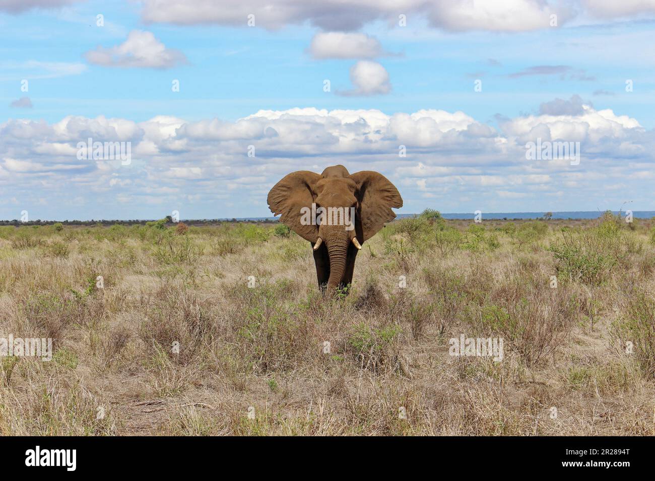 Südafrikanischer Elefant, der auf die Kamera zugeht Stockfoto