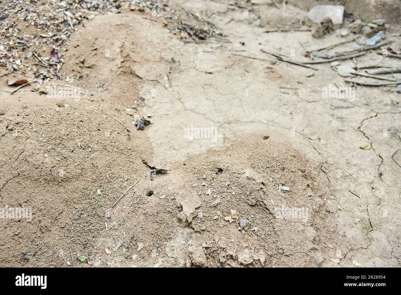 Großer Ameisenhaufen in einer natürlichen Wildnis in der Nähe von Aratoca, Santander, Kolumbien. Stockfoto