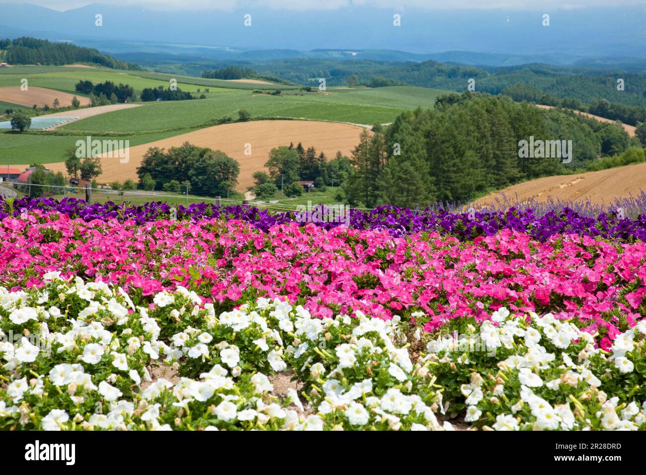 Blumengarten des Shikisai Hügels Stockfoto