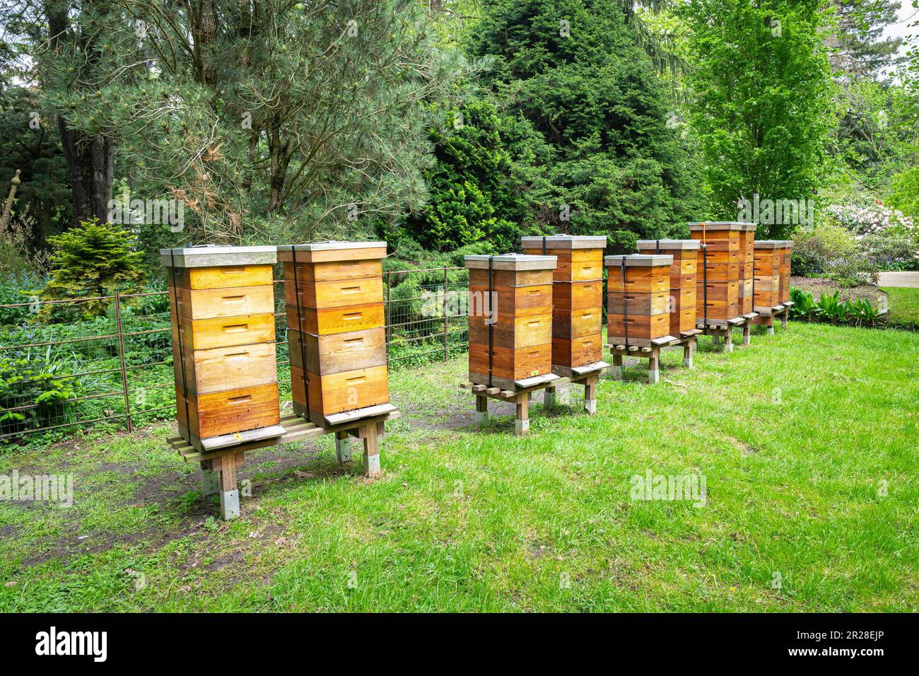 Eine Reihe Holzbienenstöcke am Waldrand Stockfoto