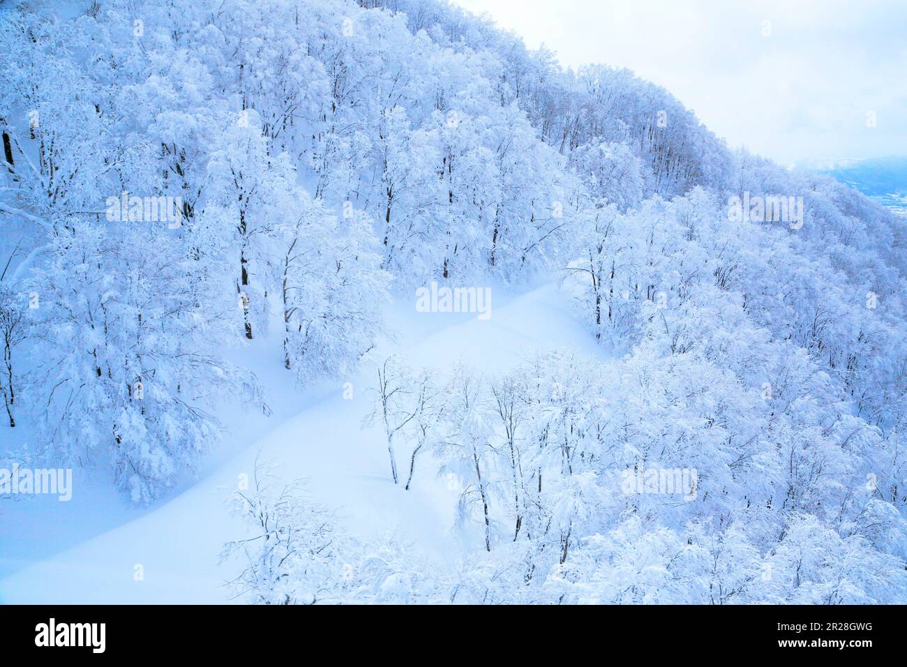 Die Bäume auf dem Zao sind mit Frost bedeckt Stockfoto