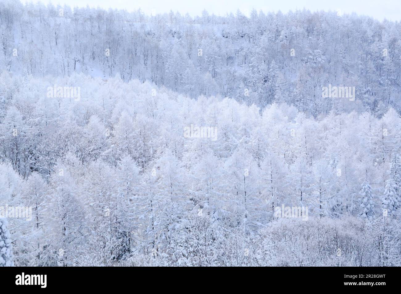 Die Bäume auf dem Zao sind mit Frost bedeckt Stockfoto