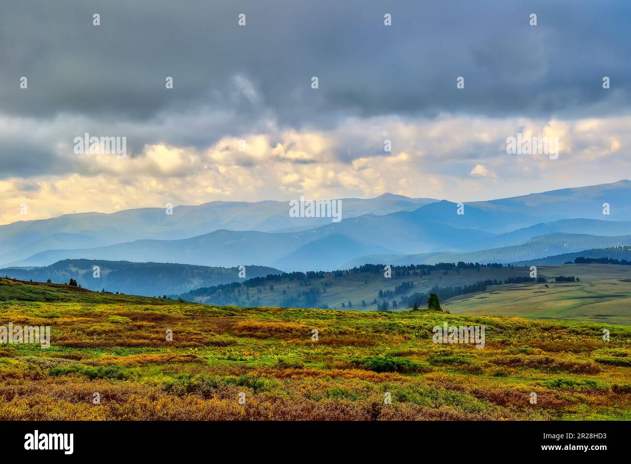 Wunderschöne Sommerberglandschaft bei bewölktem Wetter. Bunte Zwergvegetation im Vordergrund und eine Kette von Altai-Bergen im blauen Morgennebel Stockfoto
