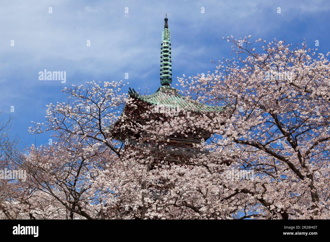 Ueno, ehemaliger Kaneiji-Tempel, fünfstöckige Pagode und Kirschblüten Stockfoto