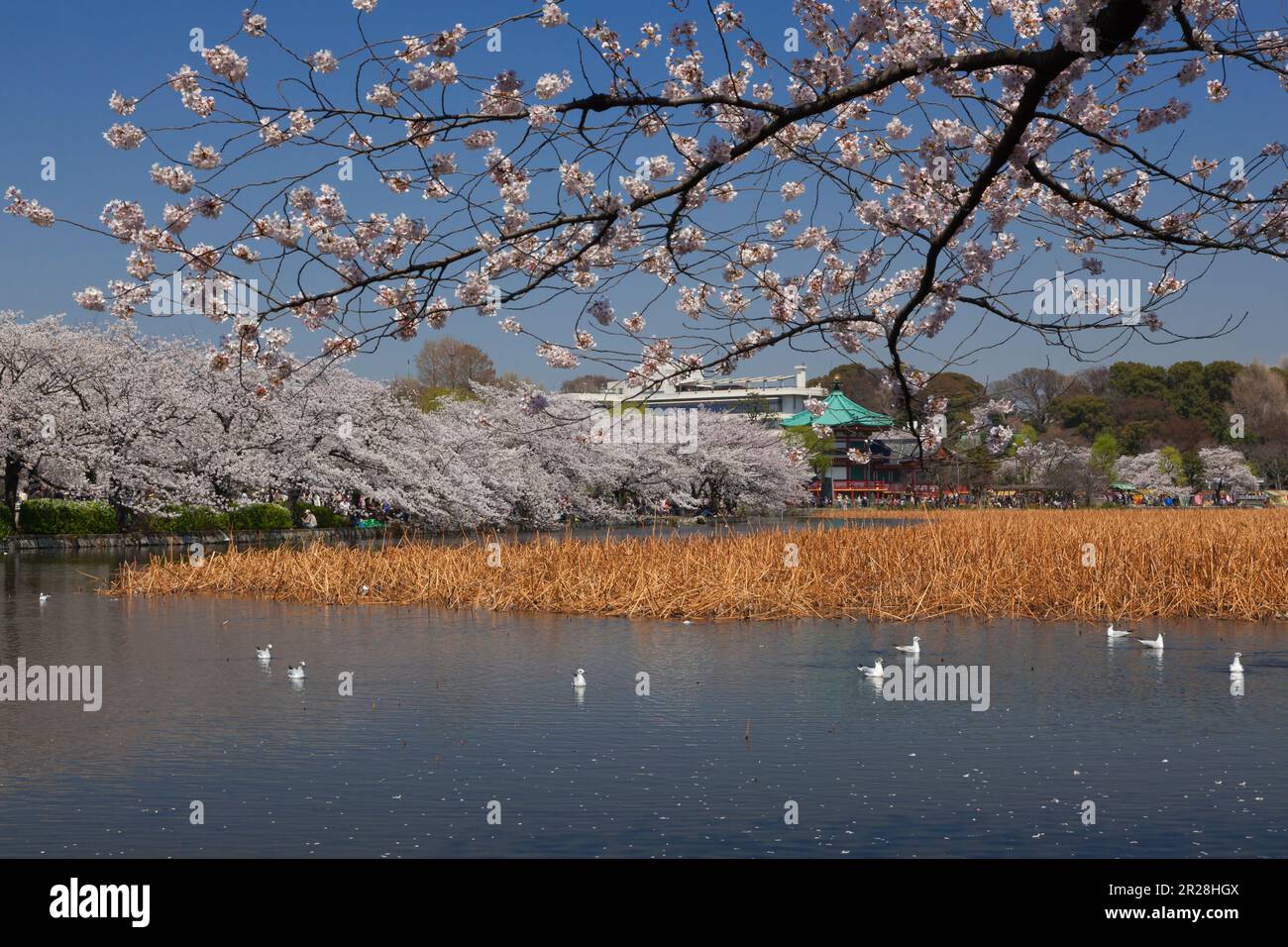 Ueno, Shinobazu Teich und Kirschblüten Stockfoto