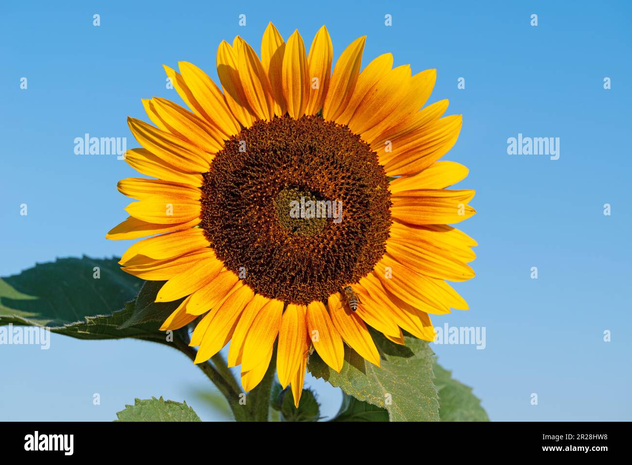 Sonnenblume, Helianthus annuus, in einer Nahaufnahme Stockfoto