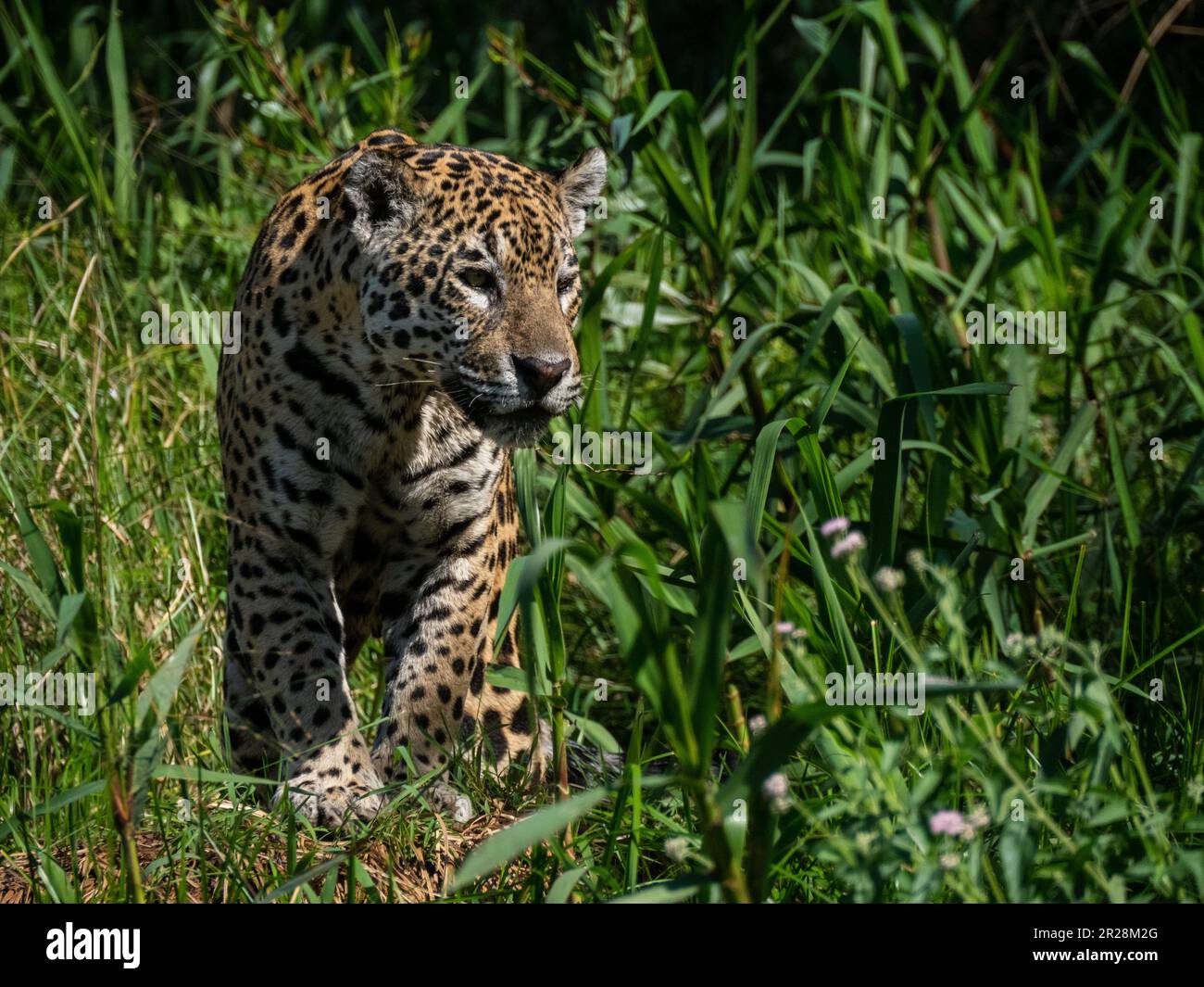 Erleben Sie die unglaubliche Schönheit eines jaguar in seinem pantanalen Lebensraum, wo er als Symbol für Stärke und natürliche Pracht regiert. Stockfoto