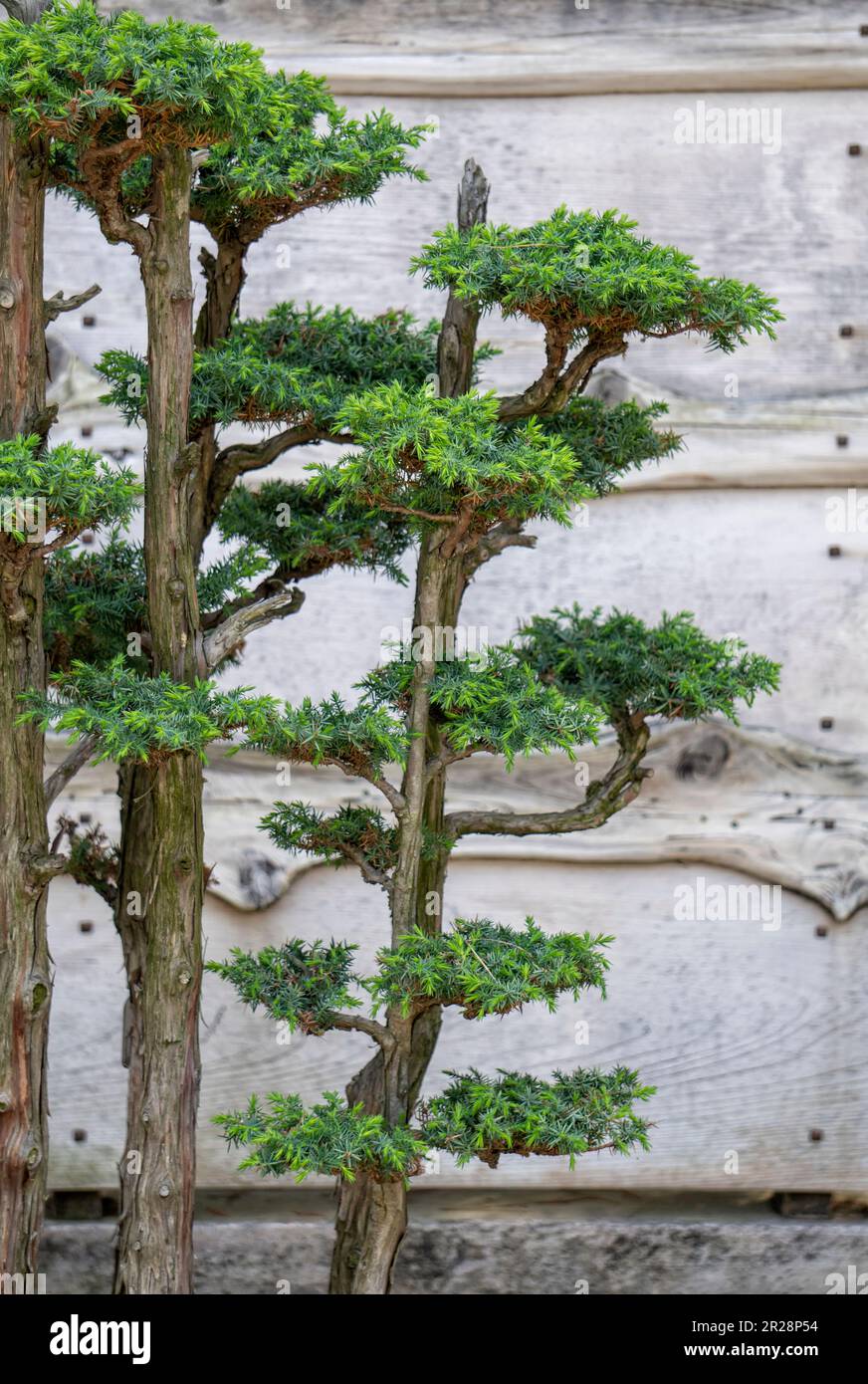 Nahaufnahme des Bonsai-Baumes vor einem alten Holzzaun Stockfoto