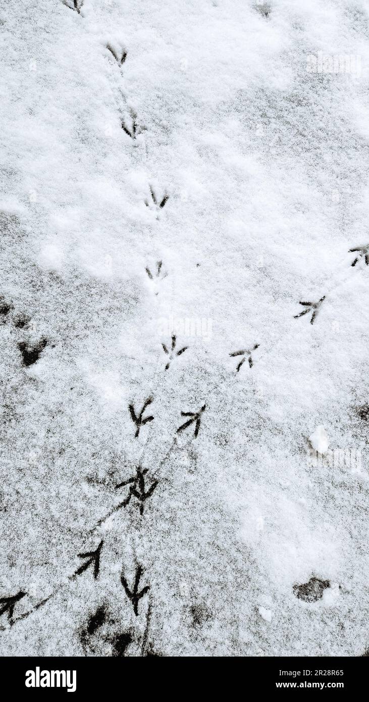 Fußspuren von Vögeln im Schnee. Vogeltreppe. Vertikales Foto. Hochwertiges Foto Stockfoto