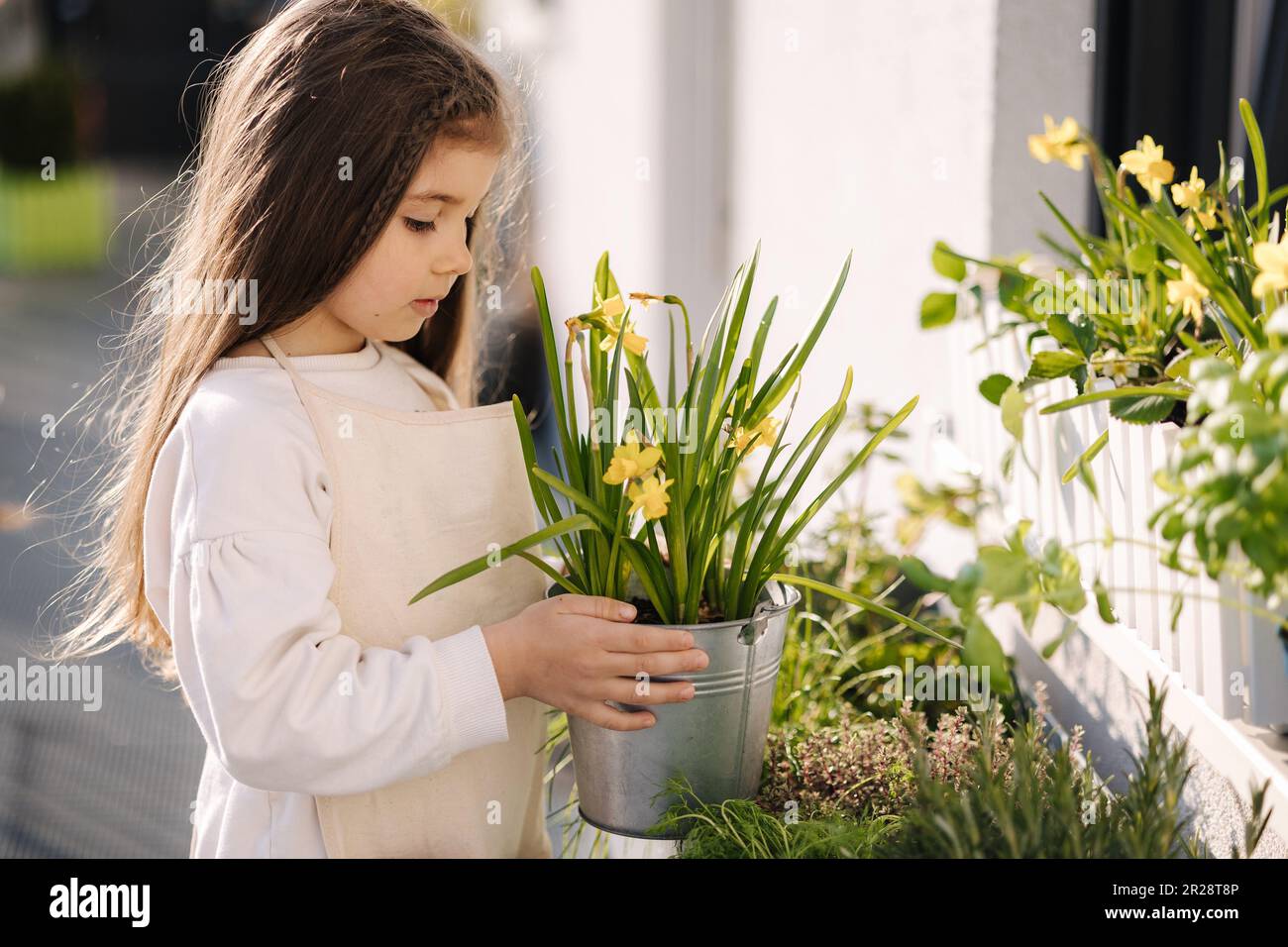 Portrait eines niedlichen kleinen Mädchens, das Narzissen in einem Metalleimer neben dem Blumenbeet hält. Gartenarbeit im Freien Stockfoto