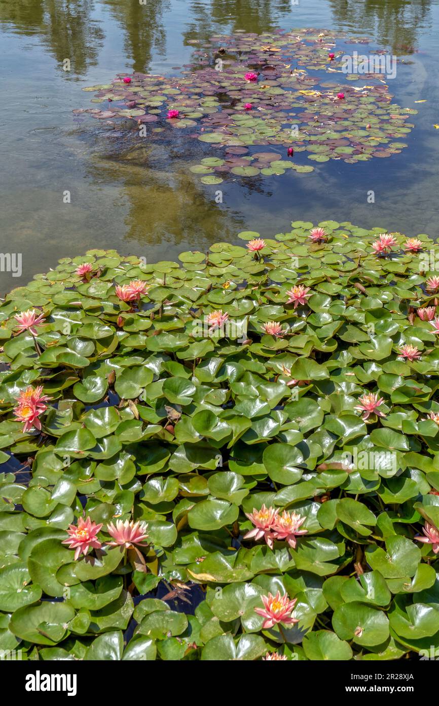 Gelbe teichlilien Fotos und Bildmaterial in hoher Auflösung Alamy