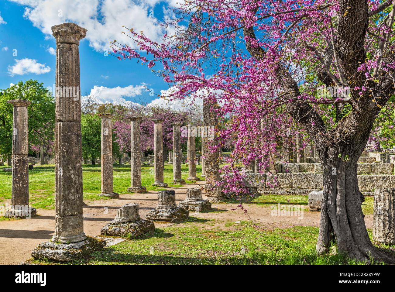 Säulen in der Ringschule Palaestra, hellenistische Zeit, Kirschbaum in Blüte, Heiligtum des antiken Olympia, Peloponnes, Westgriechenland, Griechenland Stockfoto