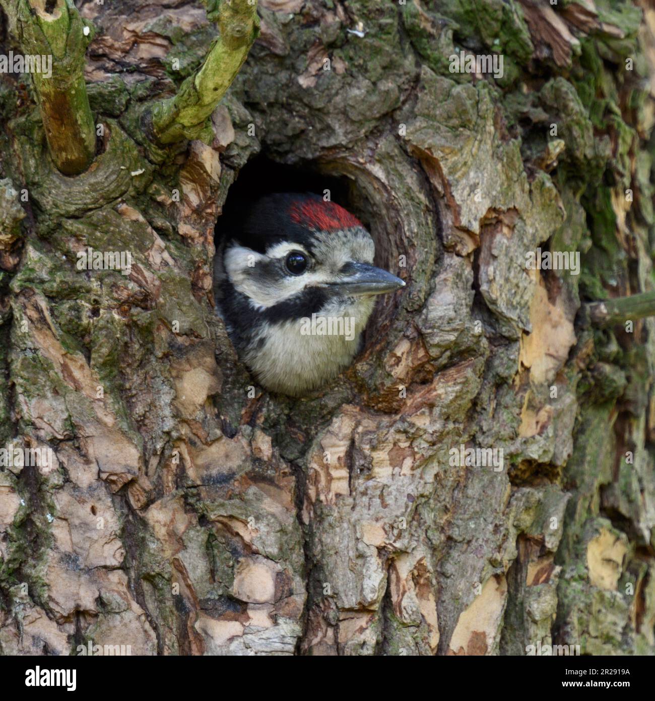 Größere / Buntspecht / Buntspecht (Dendrocopos major), juvenile, Küken, aus dem Nest hole, Europa suchen. Stockfoto
