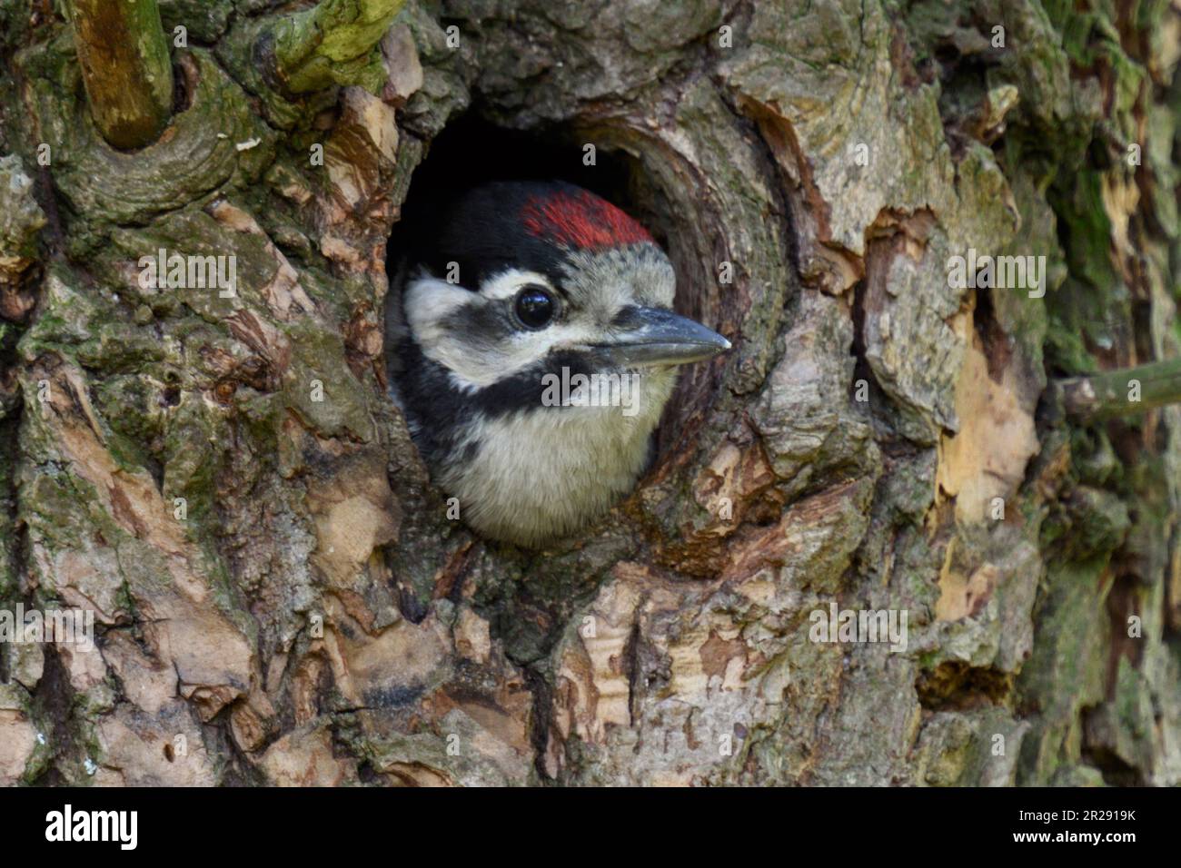 Woodpecker/Buntspecht (Dendrocopos Major), Jungfrau, Küken, Blick aus dem Nestloch, Europa. Stockfoto