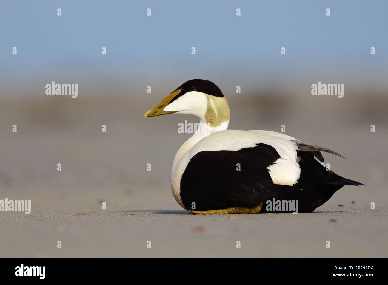 Gemeiner Eider / Eiderente ( Somateria mollissima ), männlich, drake, am Strand ruht, in Zuchtkleidung, Helgoland, Deutschland, Wildtiere, Europa. Stockfoto
