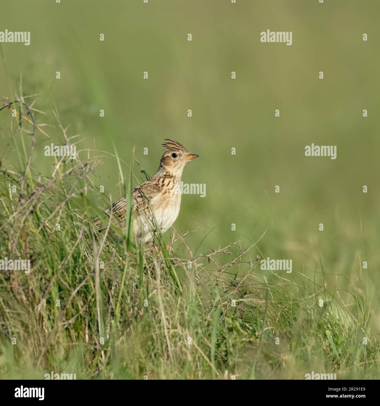 Skylark / Feldlerche ( Alauda arvensis ) thront, sitzt im hohen Gras einer grünen Wiese, Tierwelt, Deutschland. Stockfoto