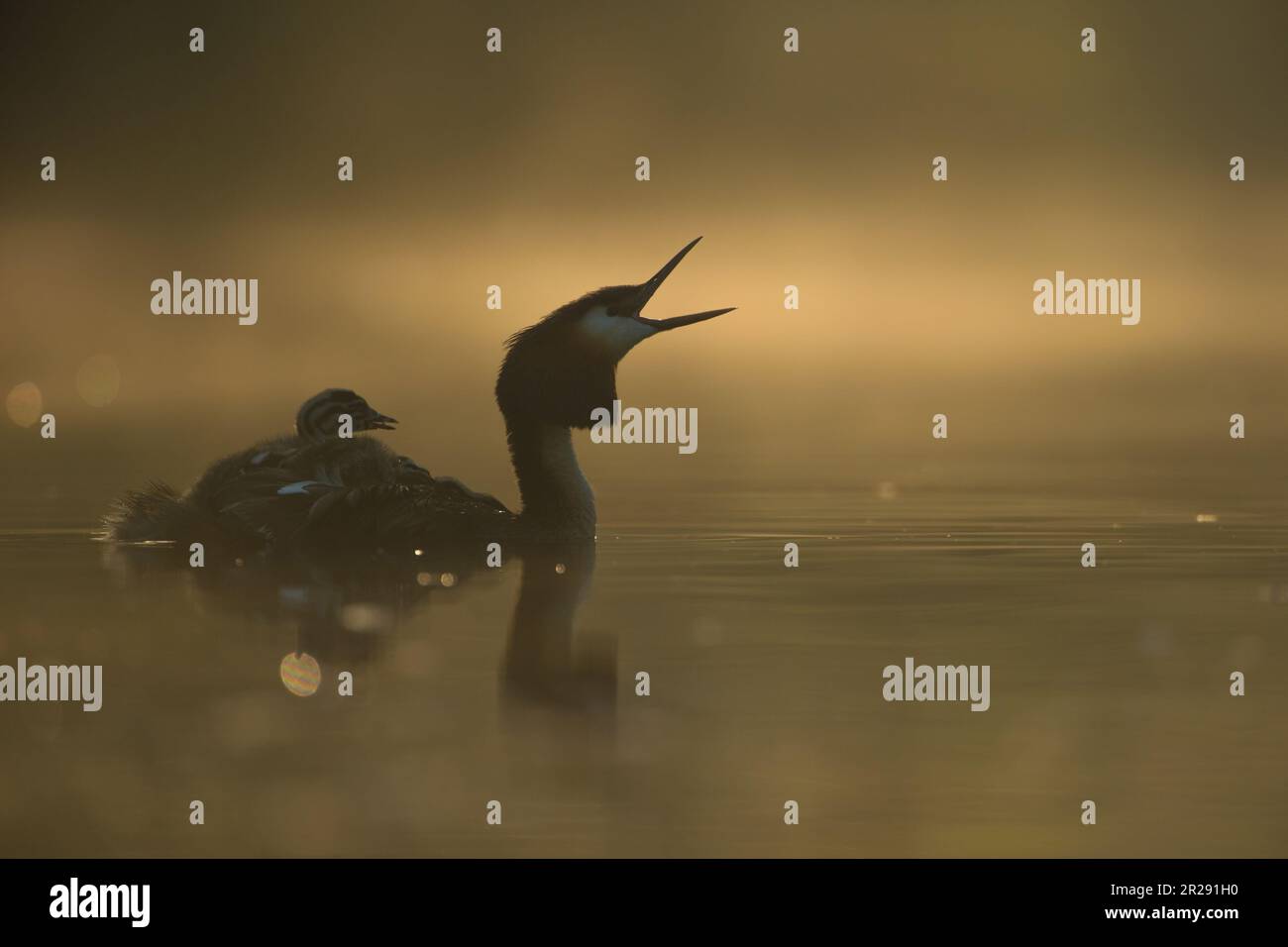 Großkammgräber / Haubentaucher ( Podiceps cristatus ) mit Küken auf dem Rücken, Schnabel weit offen, rufen, ein Pellet wieder aufstoßen, stimmungsvolle Hintergrundbeleuchtung, w Stockfoto