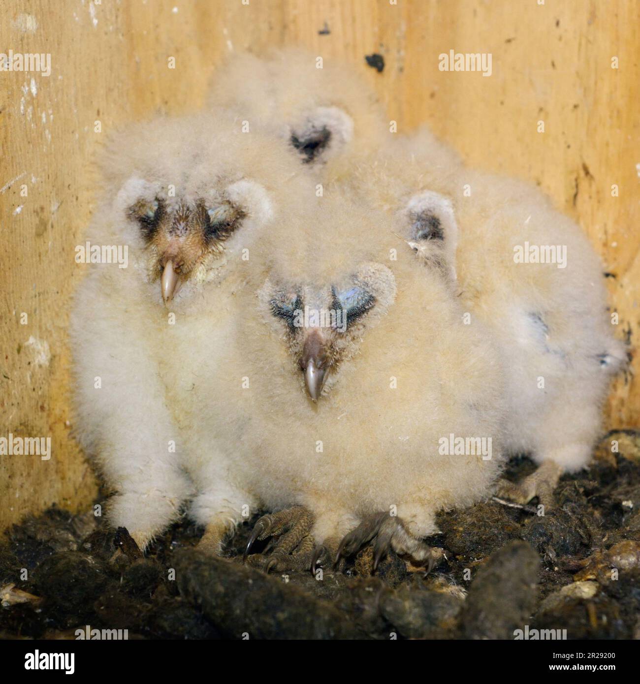 Scheuneneule / Schleiereule ( Tyto alba ), Küken, Nachkommen, gebeugt, in ihren Nesthilfen sitzend, schlafend, niedliche und lustige Tierbabys, Wildtiere, EU Stockfoto