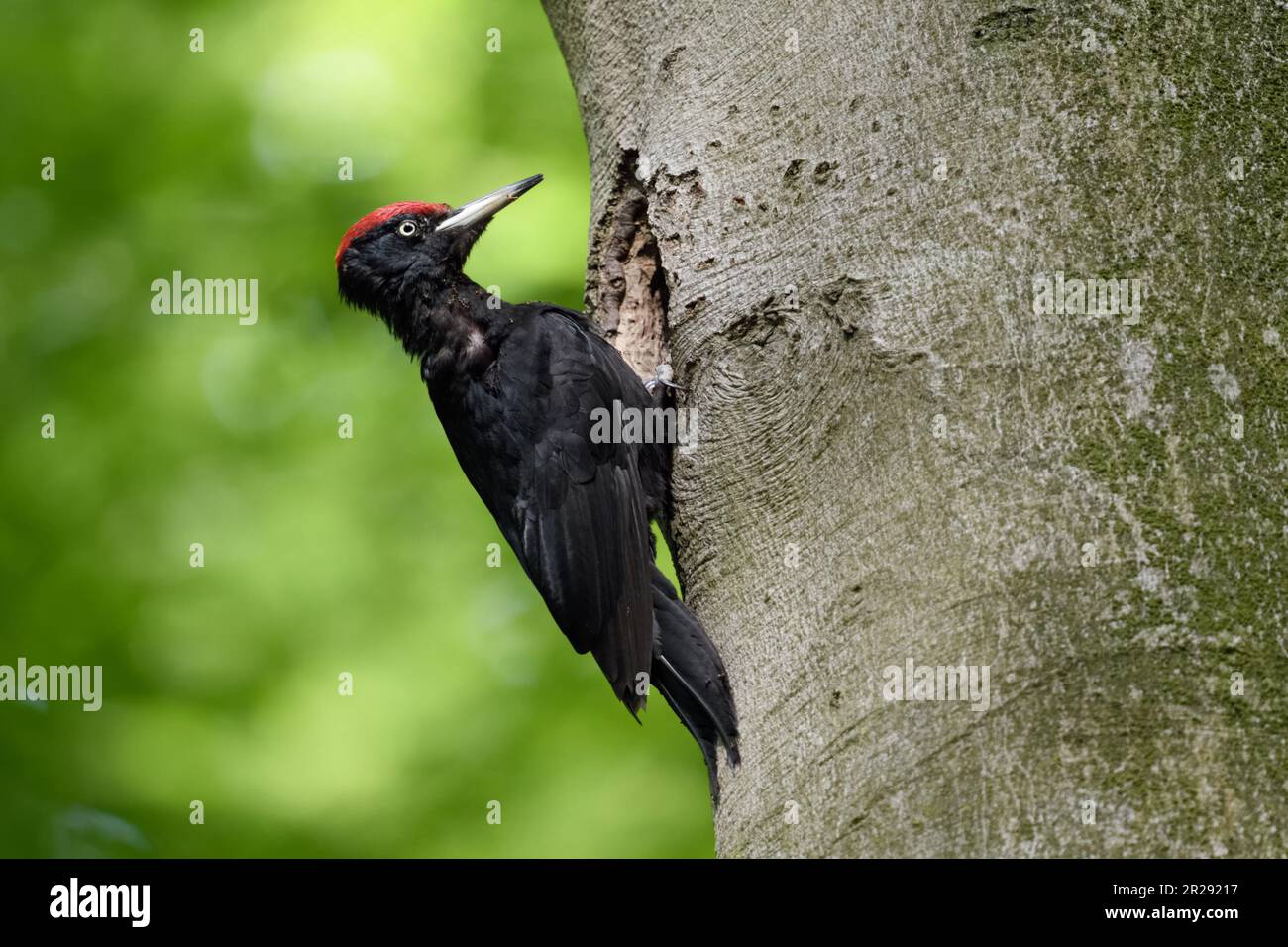 Black Woodpecker / Schwarzspecht ( Dryocopus martius ) hoch oben in der Schrift seines Nistlochs an einer alten Buche, mit Ameisen auf seinem Gefieder, Wildtiere Europa. Stockfoto