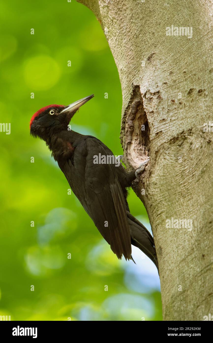 Schwarzer Woodpecker / Schwarzspecht ( Dryocopus martius ) männlicher Erwachsener, hoch oben in der Schrift seines Nistlochs in einer alten Buche, Wildtiere, Europa. Stockfoto