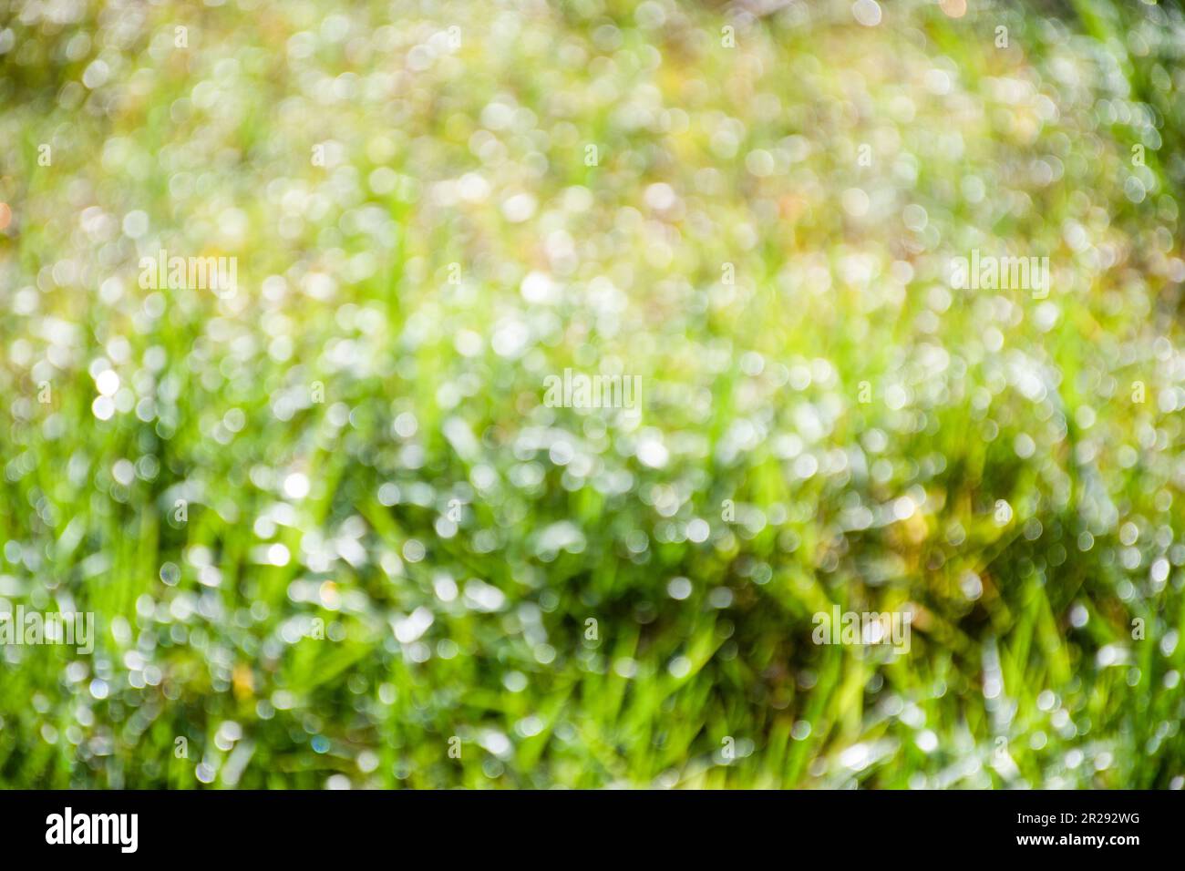 Unschärfe und abstraktes Tageslicht von den Tau-Tropfen auf dem Rasen am Morgen ist Beauty. Farbenfrohes, leuchtendes Grün mit Bokeh von Unschärfe Backgr Stockfoto