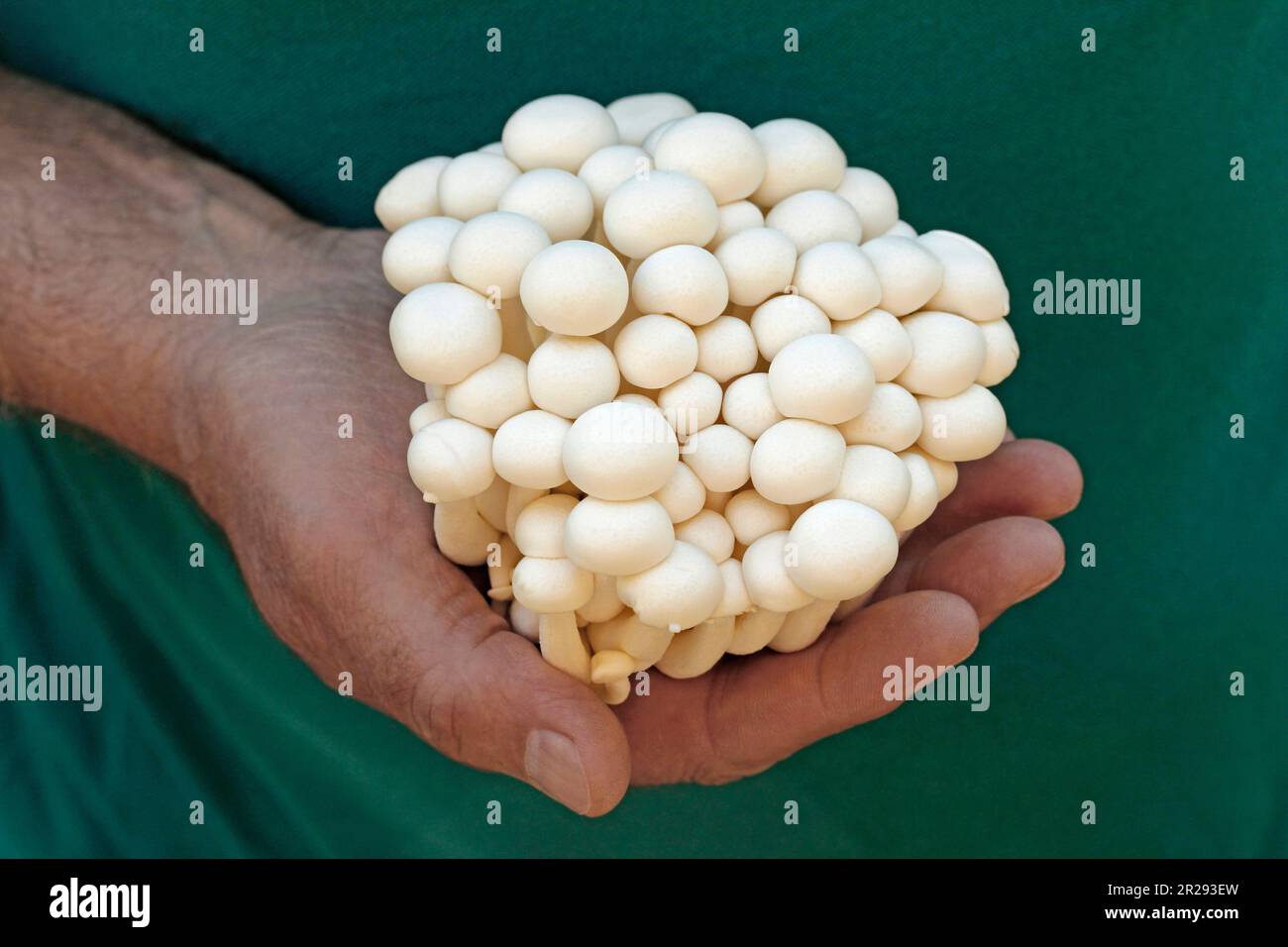 Shimeji-Bunapi-Pilze. Weiße Buchenpilze. Hypsizygus tessulatus. Stockfoto