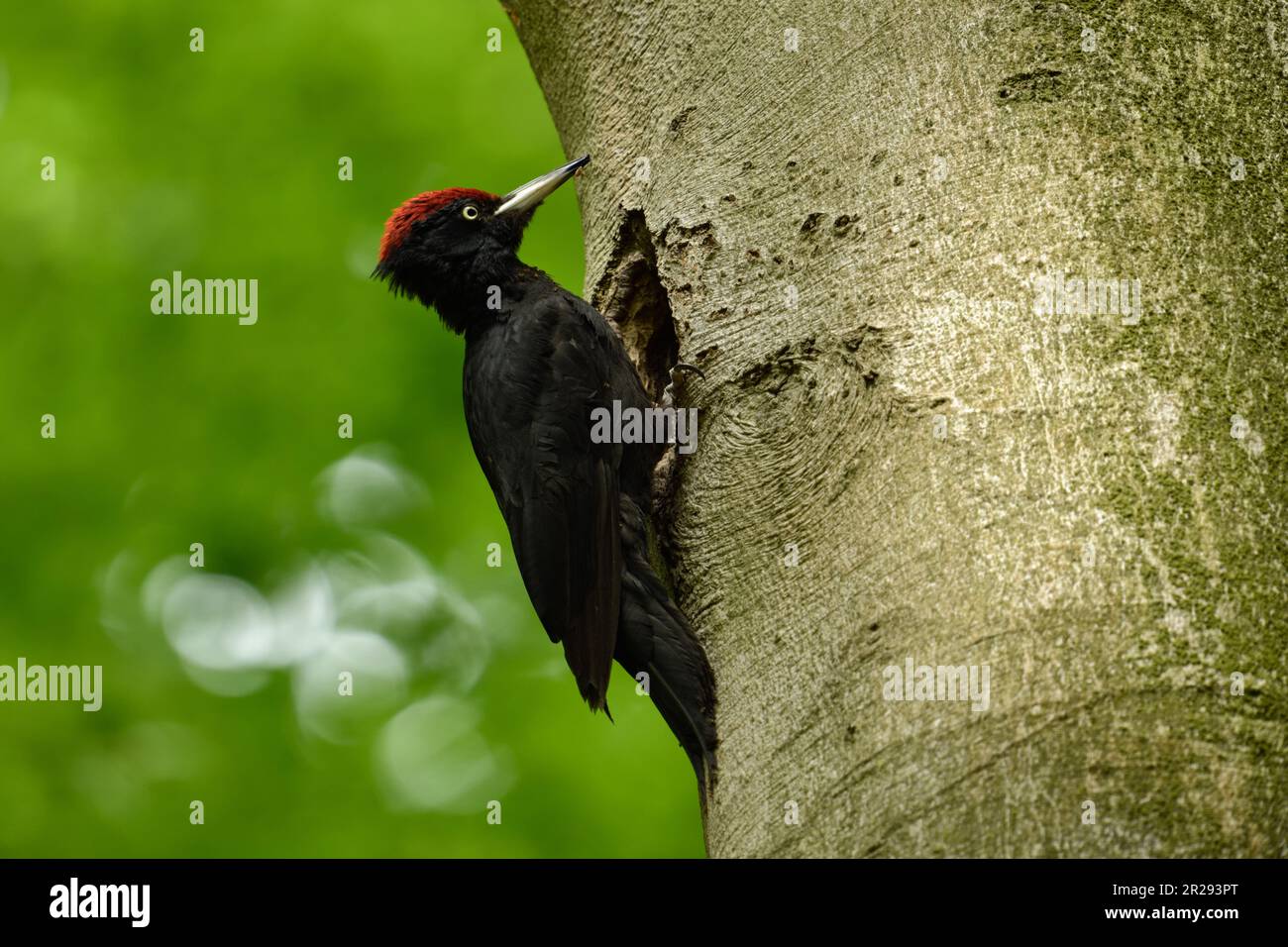 Black Woodpecker / Schwarzspecht ( Dryocopus martius ) männlich ausgewachsener Mann, hoch oben in der Schrift seines Nistlochs, bereit, seine Küken zu füttern, im Frühling, wilde Tiere Stockfoto