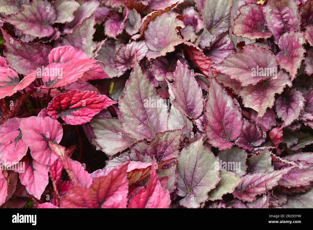 Girona temps de flors 23 Stockfoto