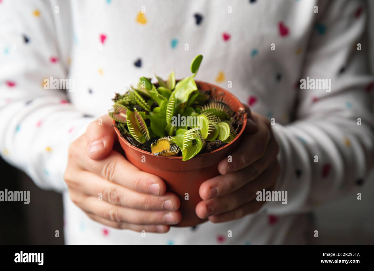 Nahaufnahme von Kinderhänden, die die Venus-Fliegenfalle, Dionaea muscipula-Blumentopf zu Hause in den Händen halten. Interessantes Alternativbaukonzept. Stockfoto