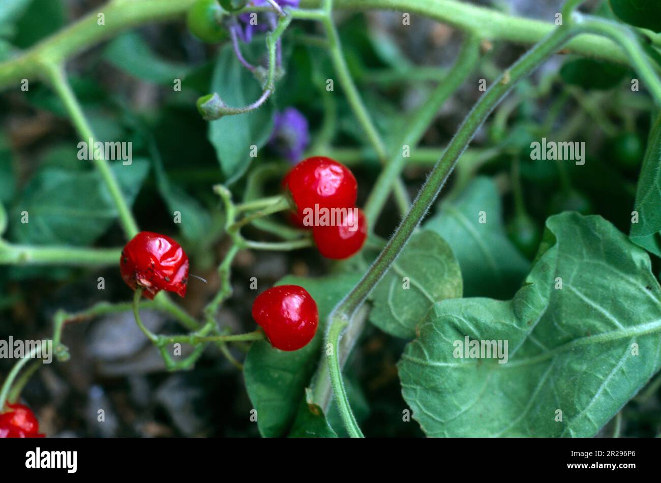 Rote Beeren von Woody Nightshade (Solanum Dulcamara) in derselben ...