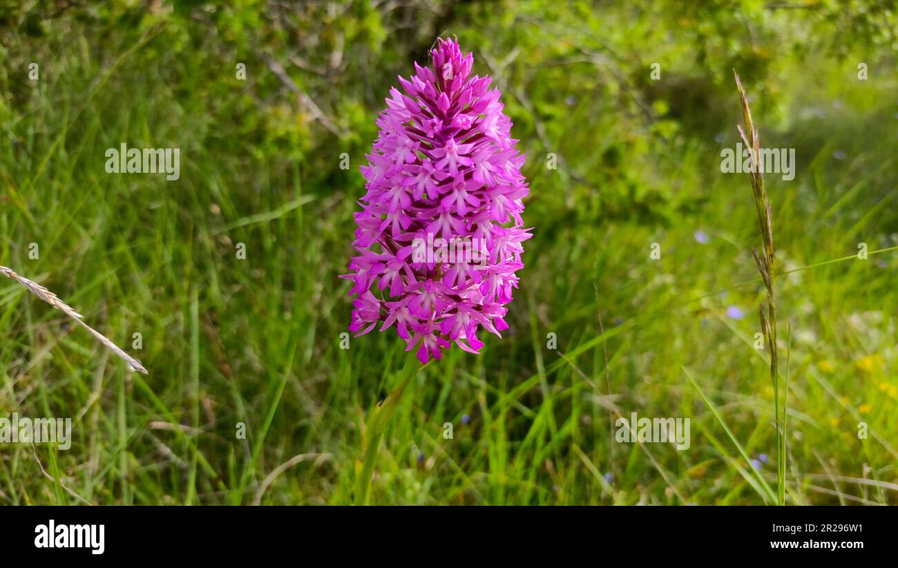 Orquidea anacamptis pyramidalis Stockfoto