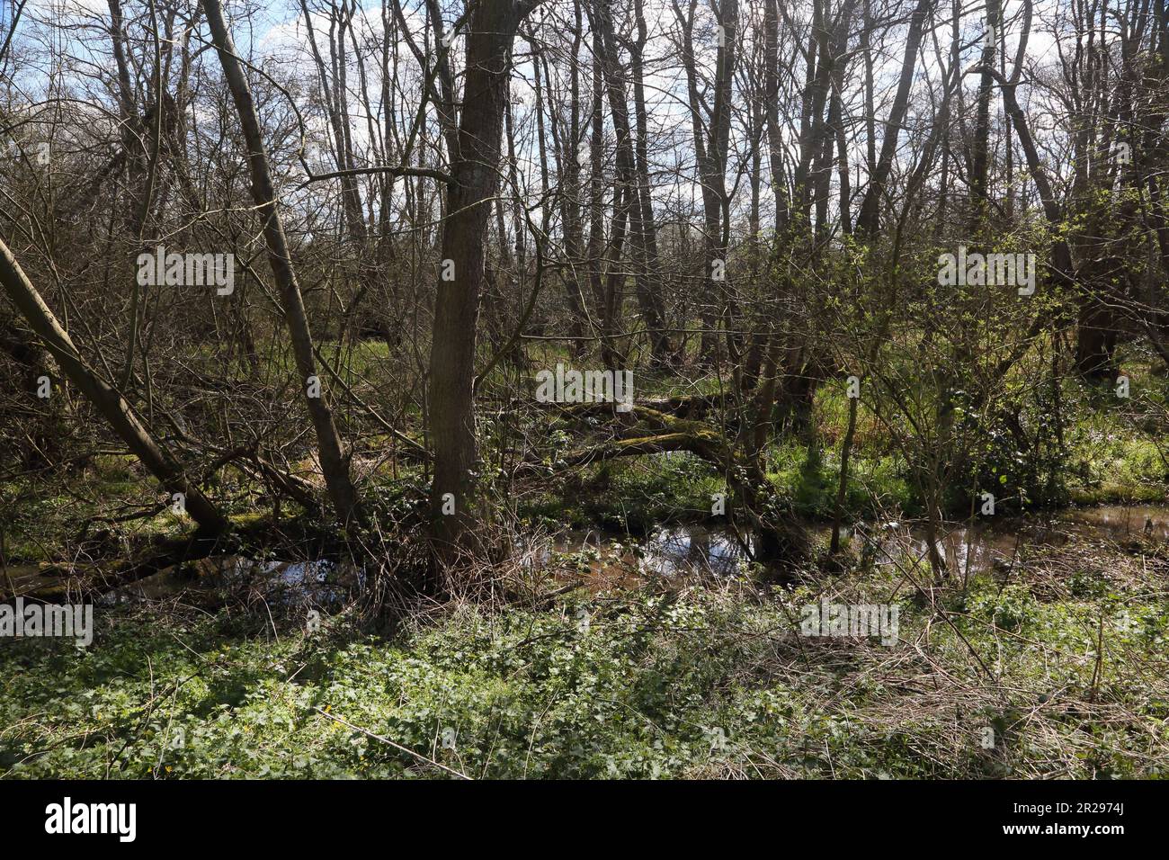 Flutlichter Fluss Wey Pyrford surrey england Stockfoto