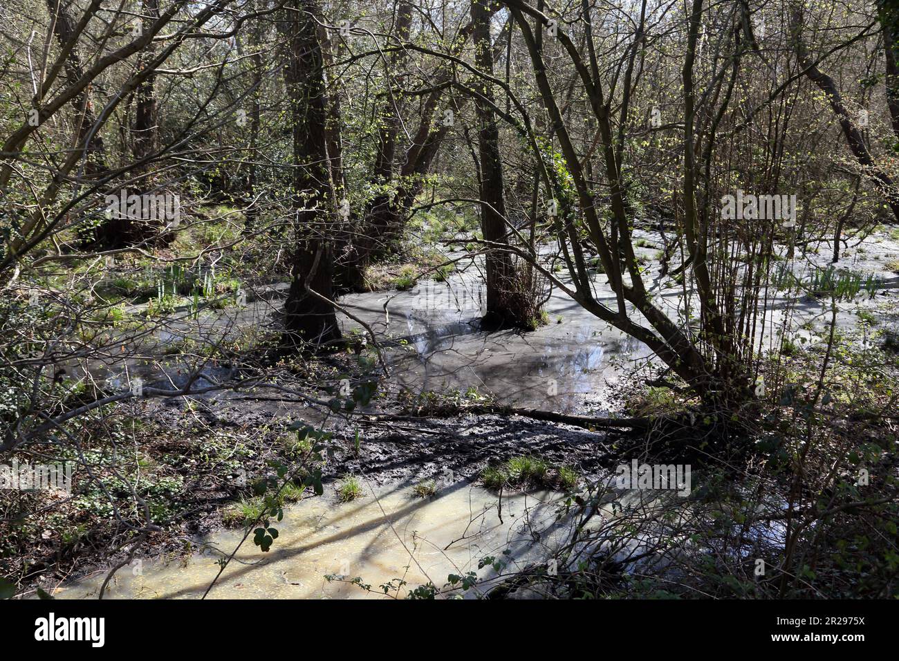 Flutlichter Fluss Wey Pyrford surrey england Stockfoto
