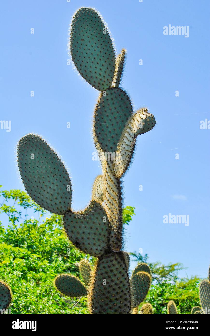 Stachelbirnen-Kaktus, Riesenkaktus, opuntia echio, in der Charles Darwin Foundation. Insel Santa Cruz. Galapagosinseln, Ecuador. Stockfoto
