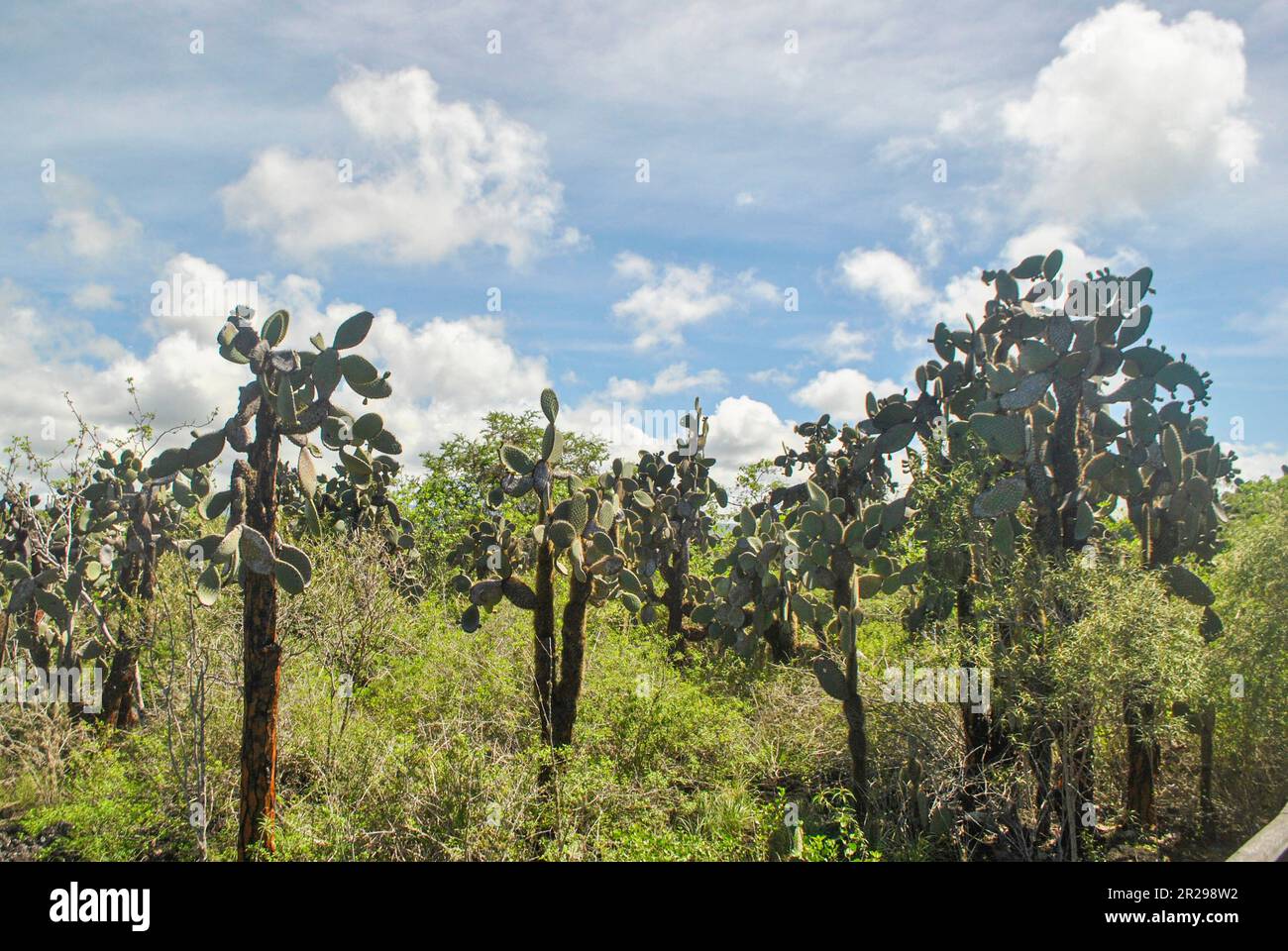Stachelbirnen-Kaktus, Riesenkaktus, opuntia echio. Insel Santa Cruz. Galapagosinseln, Ecuador. Stockfoto