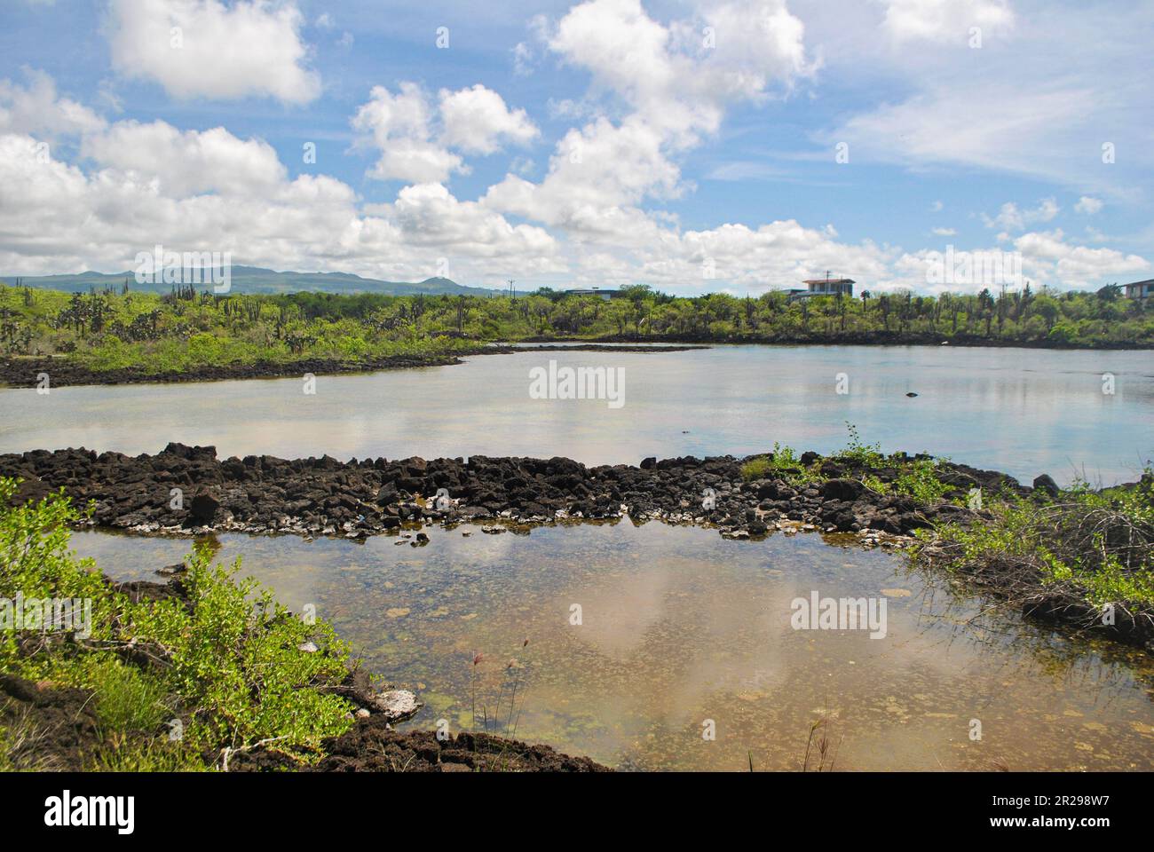 Sümpfe, die Salzmarschen genannt werden, Las Salinas, auf der Insel Santa Cruz. Galapagosinseln, Ecuador. Stockfoto