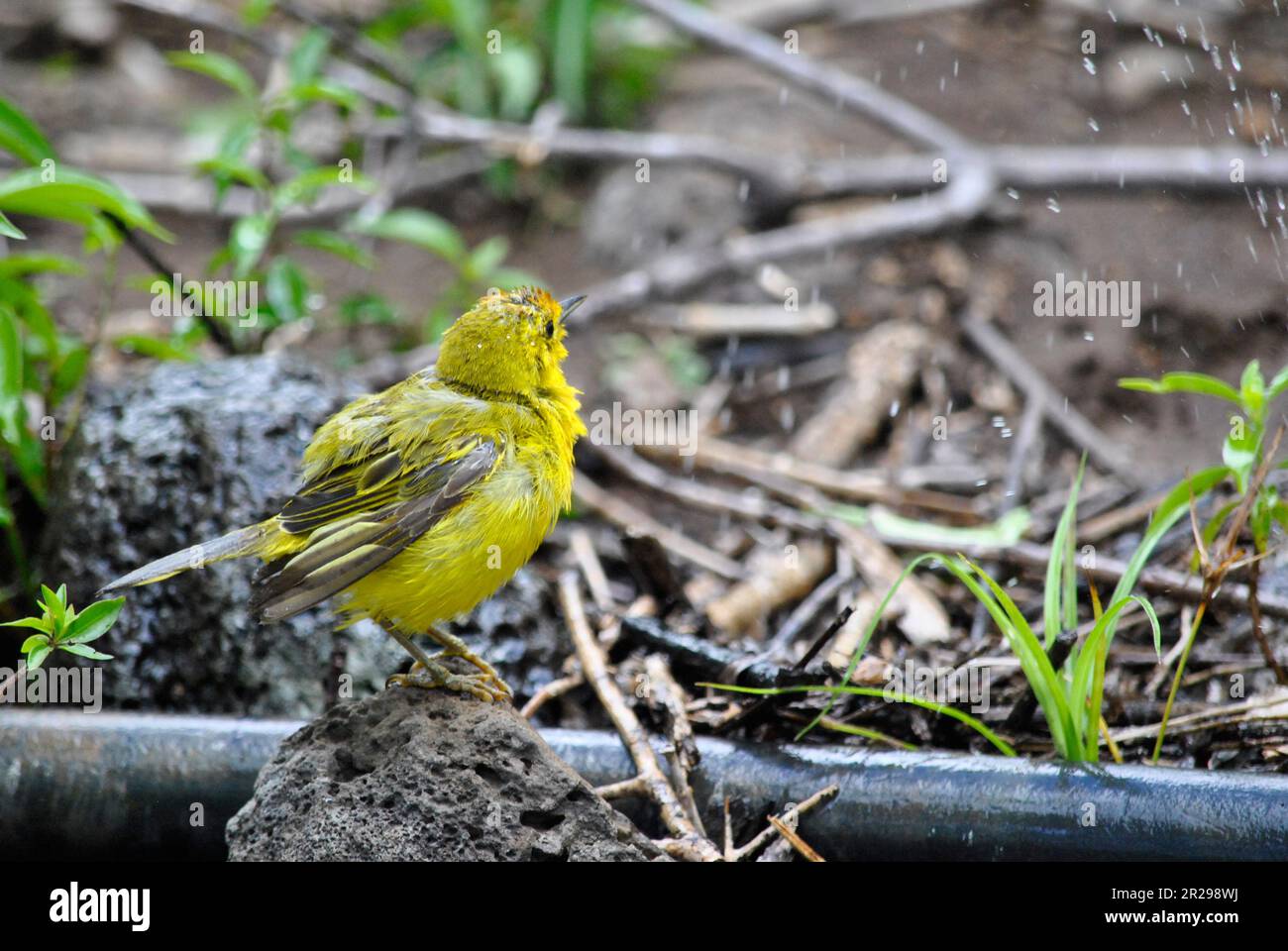 Yellow Warbler, Setophaga Petechia aureola, duscht. Die Insel San Cristobal. Galapagosinseln, Ecuador Stockfoto