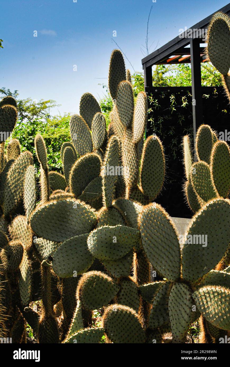 Stachelbirnen-Kaktus, Riesenkaktus, opuntia echio, in der Charles Darwin Foundation. Insel Santa Cruz. Galapagosinseln, Ecuador. Stockfoto