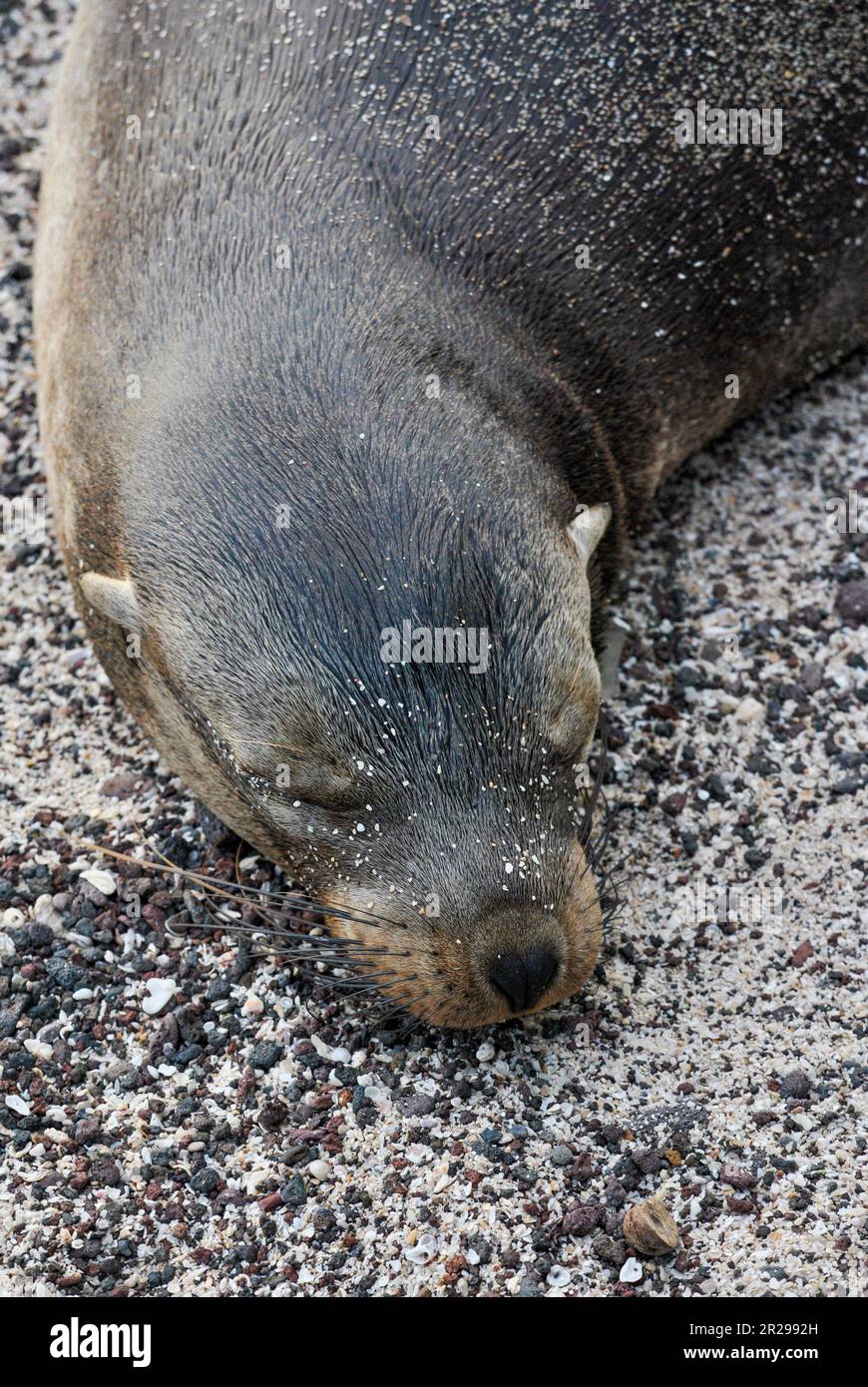 Galapagos Seelöwen, Zalophus Wollebaeki, Strand und Sonnenuntergang. Die Insel San Cristobal. Galapagosinseln, Ecuador Stockfoto