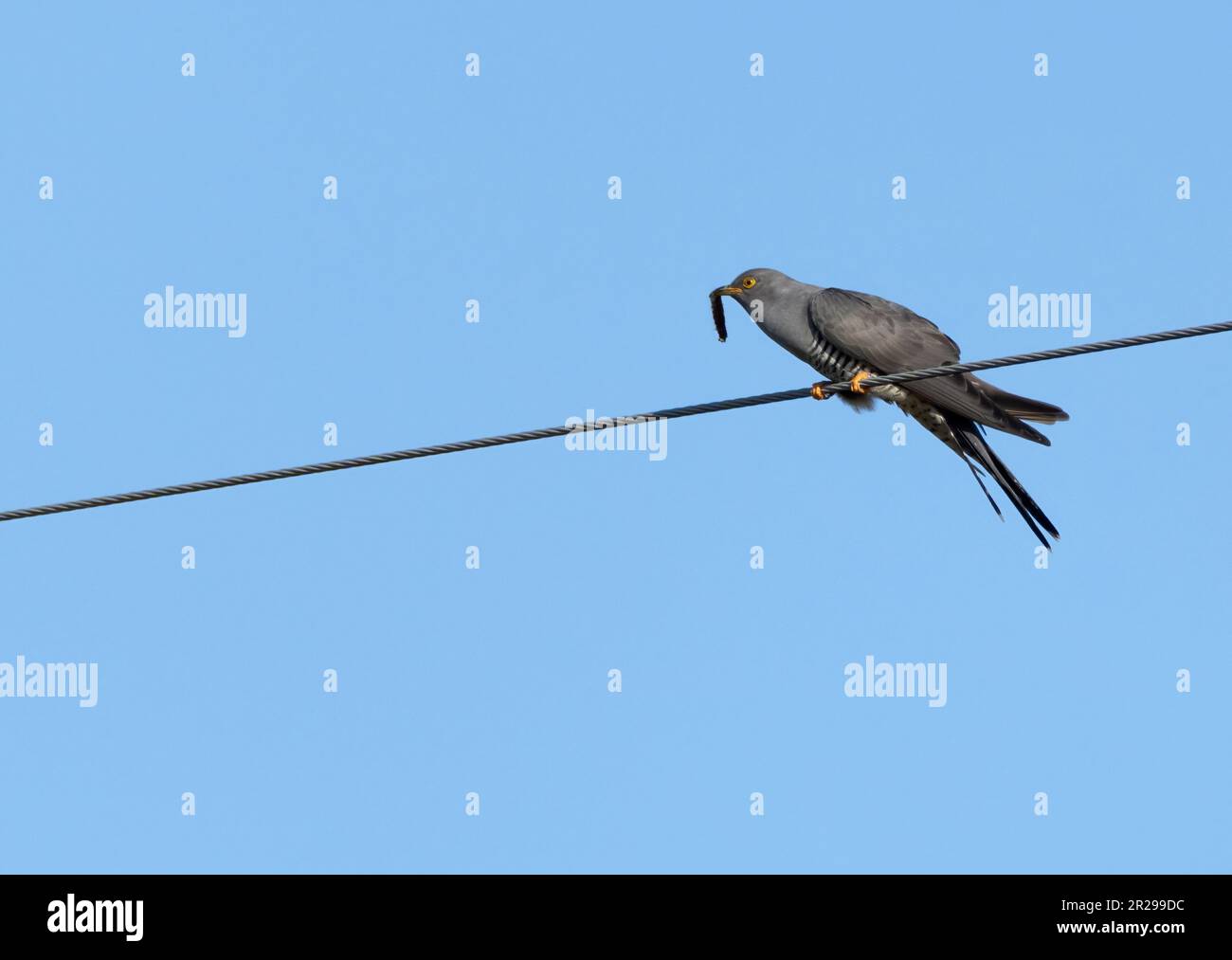 Männlicher Kuckuck (Cuculus canorus), hoch oben auf einem Telegrafendraht mit einer Raupe am blauen Himmel, Insel Mull, Schottland Stockfoto