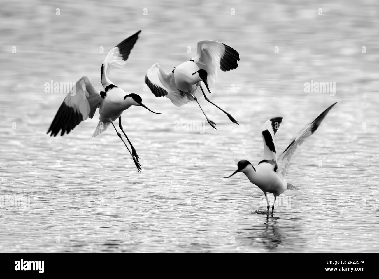 Avocets kämpfen früh am Morgen im Lymington Nature Reserve, Hampshire Stockfoto