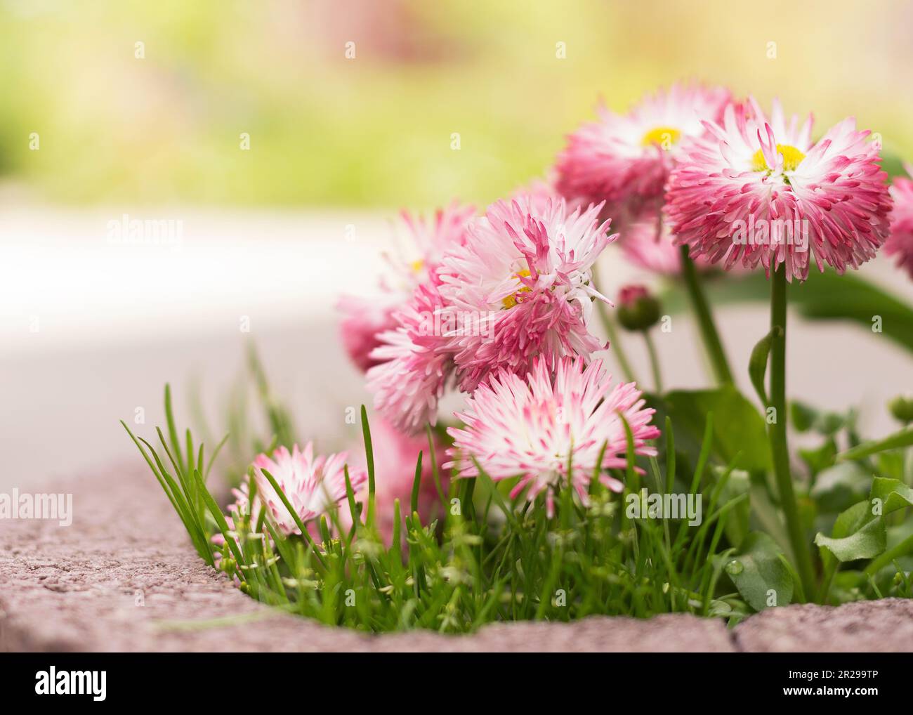 Chrysanthemen werden heute meist als dekorative Pflanzen angebaut Stockfoto