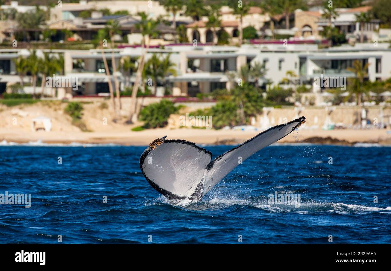 Schwanz des Buckelwals (Megaptera novaeangliae) vor dem Hintergrund der mexikanischen Küste. Mexiko. Das Meer von Cortez. Kalifornische Halbinsel. Stockfoto