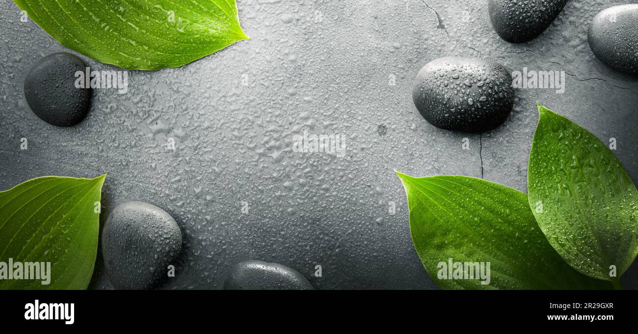 Dunkler Spa-Hintergrund. Schwarze Massagesteine mit nassgrünen Blättern. Banner mit Kopierbereich Stockfoto