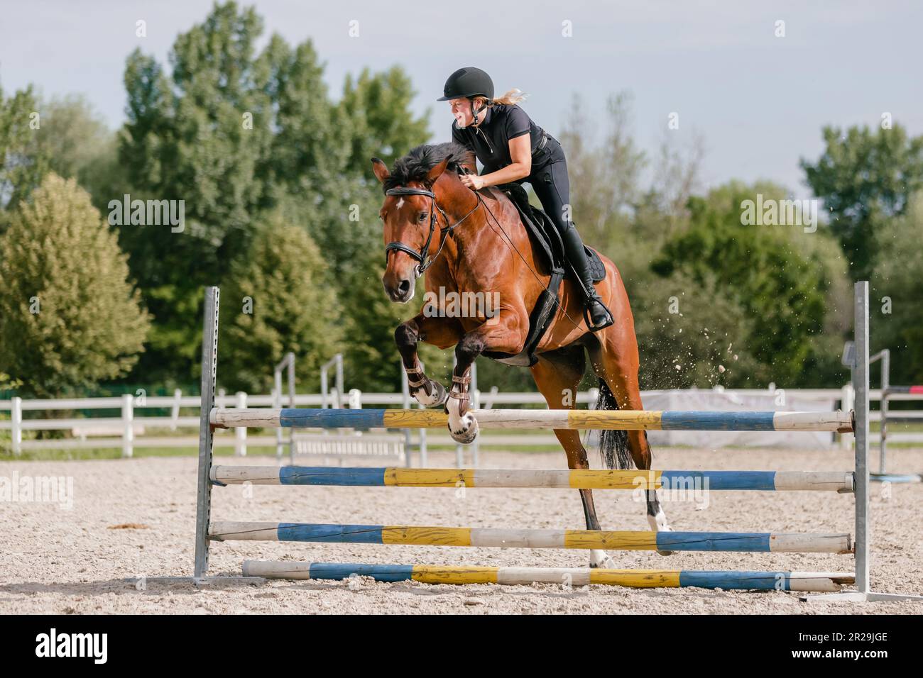 Kastanienpferd, geritten von einer weiblichen Reiterin in schwarzem Reitkostüm, springt über Hürden in der offenen Arena, niedriger Winkel. Stockfoto