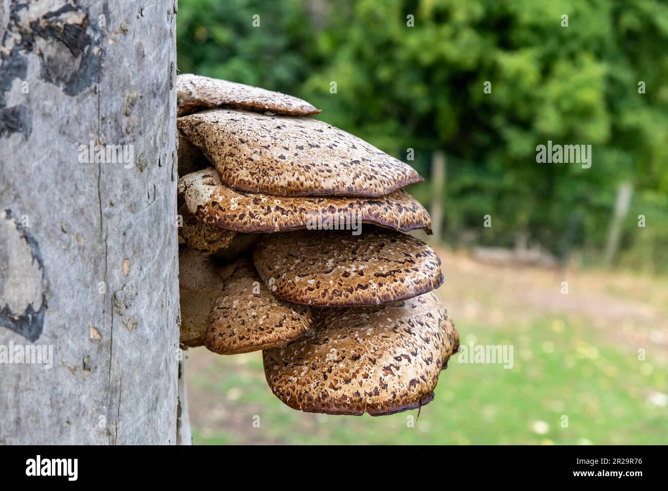 Nahaufnahme der Schichten von Dryads Sattelpilz (Polyporus squamosus) auf der Seite einer Holzstange mit dem Hintergrund grün unscharf Stockfoto