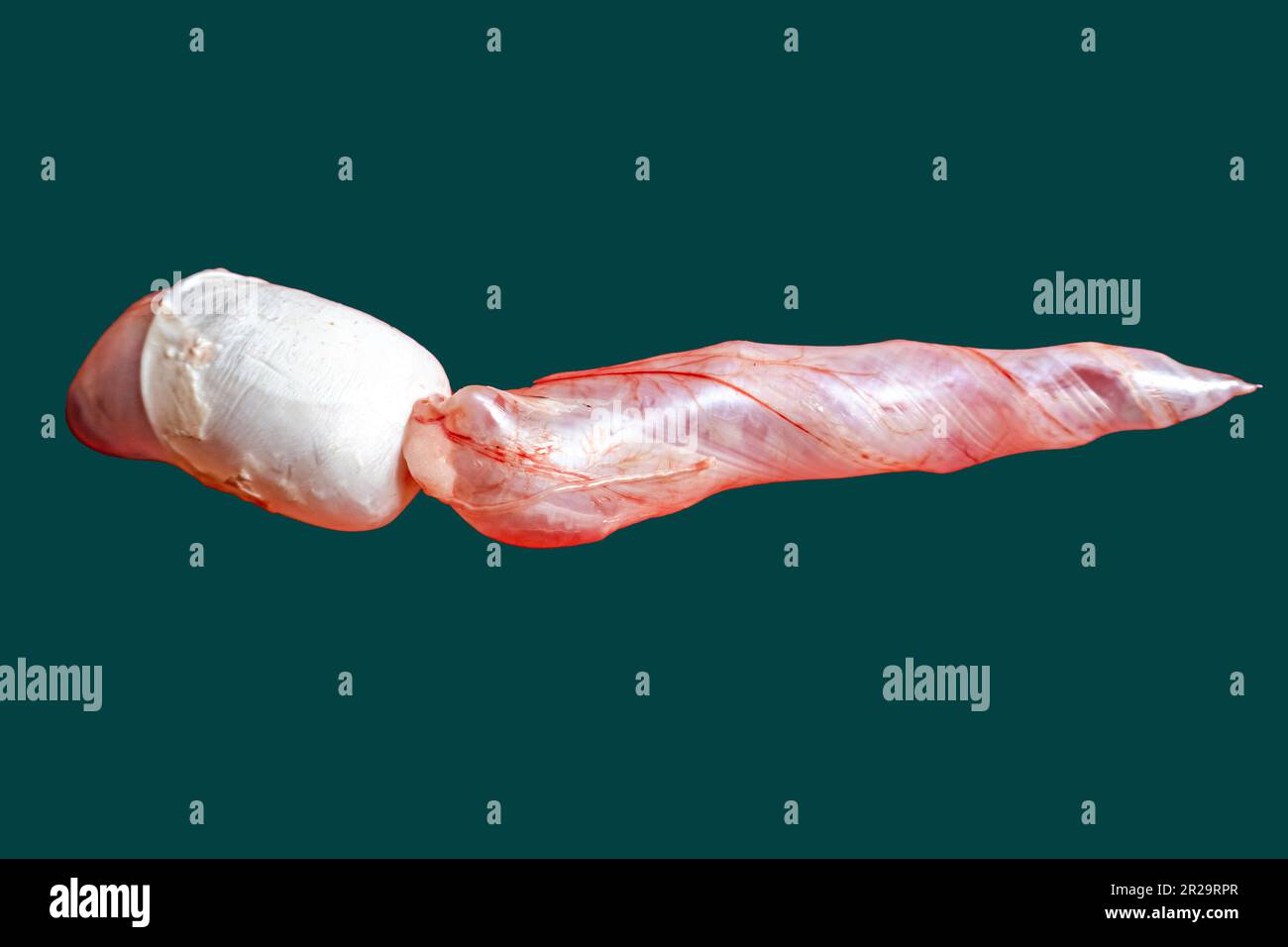 Luftblase, Schwimmblase, Blase, Kopierbereich, Hintergrund, Tier, Wasser, Luftsack, weiß, Angeln, Fisch, Nahaufnahme, Textur, Design, Flügel, Braun, Meer, Stockfoto