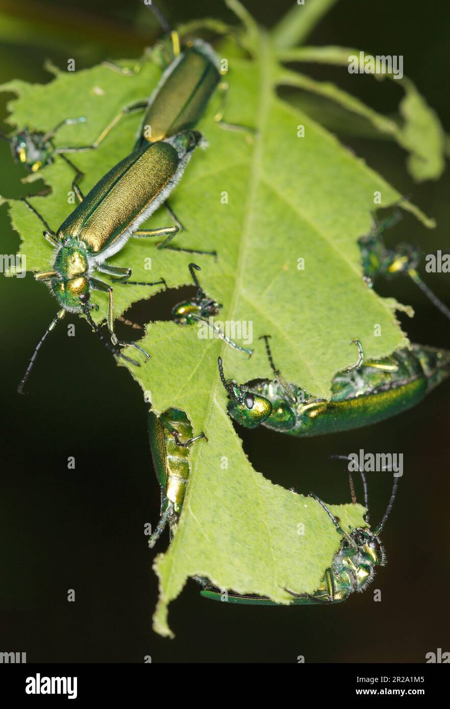 Spanische Fliege (Lytta vesicatoria), die ein Blatt füttert. Grüne Käfer, die ein Blatt essen. Stockfoto