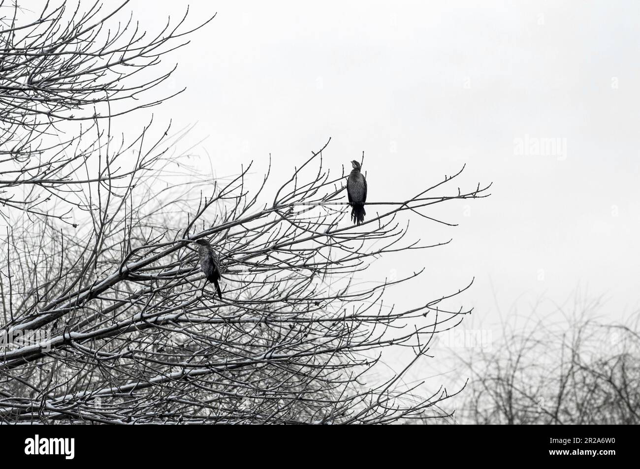 Wasservögel ruhen auf den Ästen eines Baumes. Wintersaison. Kleiner Vogelkormoran. Stockfoto